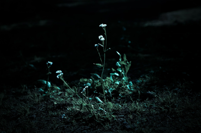 暗闇の花